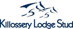 Killossery-Lodge-Stud