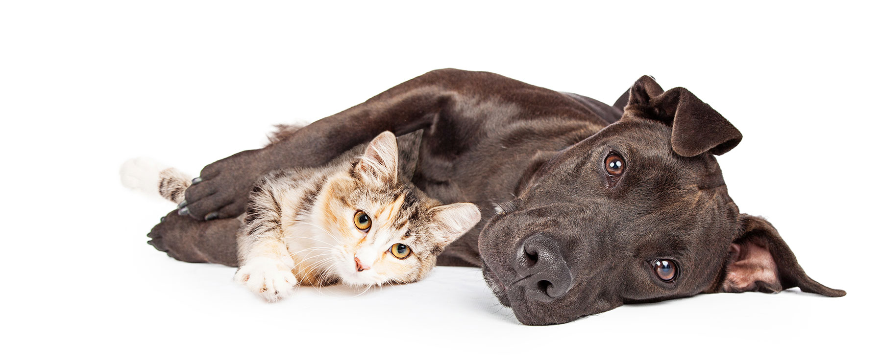 Pet marketing
